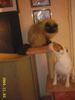 Parson-Russell-Terrier Foto: hund&katz-oder katz&katz??????????? (ID 18375) Parson-Russell-Terrier Hund