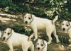 Parson-Russell-Terrier Foto: ein hund oder...??????? (ID 6098) Parson-Russell-Terrier Hund