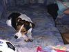 Parson-Russell-Terrier Hund