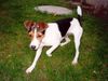 Parson-Russell-Terrier Hund
