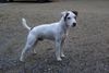 Parson-Russell-Terrier Foto: Amblegreen Jocker aus Canada (ID 26512) Parson-Russell-Terrier Hund