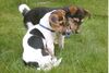 Parson-Russell-Terrier Foto: Finn und Josy (ID 12658) Parson-Russell-Terrier Hund