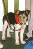 Parson-Russell-Terrier Foto: Josy (ID 12657) Parson-Russell-Terrier Hund