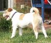 Parson-Russell-Terrier Foto: ein schöner Rücken kann auch entzücken (ID 15819) Parson-Russell-Terrier Hund