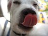 Parson-Russell-Terrier Hund