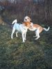 Parson-Russell-Terrier Foto: Lilyput&Fango (ID 16718) Parson-Russell-Terrier Hund