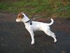 Parson-Russell-Terrier Foto (ID 8368) Parson-Russell-Terrier Hund