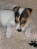Parson-Russell-Terrier Foto: Neckisch! (ID 8370) Parson-Russell-Terrier Hund