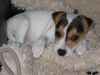 Parson-Russell-Terrier Foto: Lucy mit 3 1/2 Monaten (ID 8367) Parson-Russell-Terrier Hund