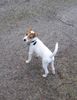 Parson-Russell-Terrier Foto: Lucy mit 4 1/2 Monaten (ID 8371) Parson-Russell-Terrier Hund