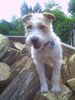 Parson-Russell-Terrier Foto: ich bin die größte (ID 26242) Parson-Russell-Terrier Hund