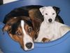 Parson-Russell-Terrier Foto: Stella, mit Mitbewohner Arko (ID 3747) Parson-Russell-Terrier Hund