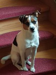 Parson-Russell-Terrier Hund