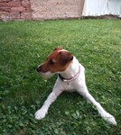 Parson-Russell-Terrier Hund