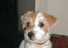 Parson-Russell-Terrier Hund