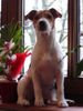 Parson-Russell-Terrier Hund