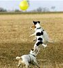 Parson-Russell-Terrier Hund