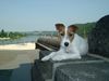 Parson-Russell-Terrier Hund