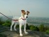 Parson-Russell-Terrier Hund