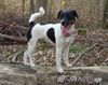 Parson-Russell-Terrier Hund