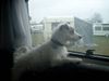 Parson-Russell-Terrier Hund