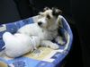 Parson-Russell-Terrier Foto: Autofahren macht Spass! (ID 20645) Parson-Russell-Terrier Hund