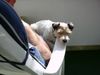Parson-Russell-Terrier Hund