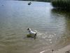 Parson-Russell-Terrier Hund