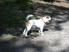 Parson-Russell-Terrier Hund