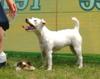 Parson-Russell-Terrier Foto: aufgenommen beim 1. European Agility Open 2002 in Graz (ID 834) Parson-Russell-Terrier Hund