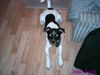 Parson-Russell-Terrier Foto: Spike (ID 19651) Parson-Russell-Terrier Hund