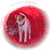 Parson-Russell-Terrier Hund