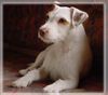 Parson-Russell-Terrier Hund