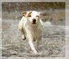 Parson-Russell-Terrier Hund