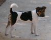 Parson-Russell-Terrier Foto: Biskit vom Traberhof mit 8 Monaten in Kroatien (ID 8430) Parson-Russell-Terrier Hund
