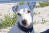 Parson-Russell-Terrier Foto: Ohne Worte (ID 28497) Parson-Russell-Terrier Hund