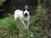 Parson-Russell-Terrier Foto: Pongo erobert den Wald (ID 18359) Parson-Russell-Terrier Hund