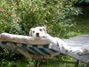 Parson-Russell-Terrier Foto: Was für ein Sommer! (ID 13170) Parson-Russell-Terrier Hund