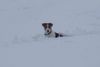 Parson-Russell-Terrier Hund