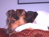 Parson-Russell-Terrier Hund