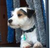 Parson-Russell-Terrier Foto: Pepper, der Campingwachhund (ID 13137) Parson-Russell-Terrier Hund