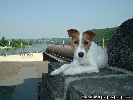 Parson-Russell-Terrier Hunde Foto 21854 in höherer Auflösung ansehen Parson-Russell-Terrier Puck (4 Monate alt) besucht das Deutsche Eck in Koblenz