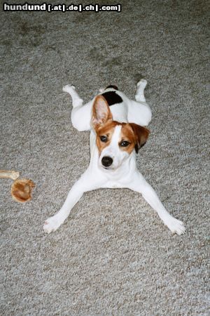 Parson-Russell-Terrier Hunde Foto 13713 Parson-Russell-Terrier quincy bei