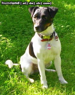 Parson-Russell-Terrier Rabea