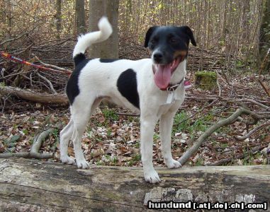 Parson-Russell-Terrier wir erwarten Welpen