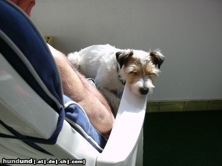 Parson-Russell-Terrier Hunde Foto 22309 Parson-Russell-Terrier Ist das schööön!