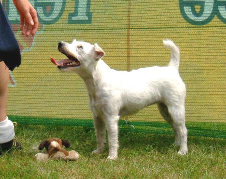 Parson-Russell-Terrier Hunde Foto 834 Parson-Russell-Terrier aufgenommen beim 1. European Agility Open 2002 in Graz