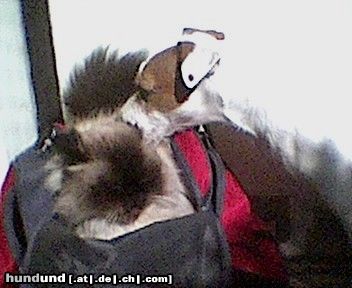 Parson-Russell-Terrier katzen-hundeliebe