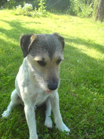 Parson-Russell-Terrier Hunde Foto 32828 in höherer Auflösung ansehen Parson-Russell-Terrier Toby Tobsen