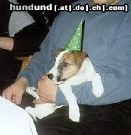 Parson-Russell-Terrier Hunde Foto 4933 Parson-Russell-Terrier Trixie 14 Wochen